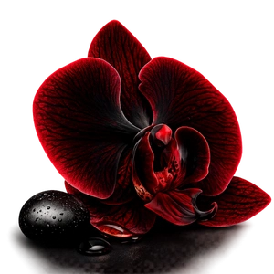 Red and black orchid with wet stones